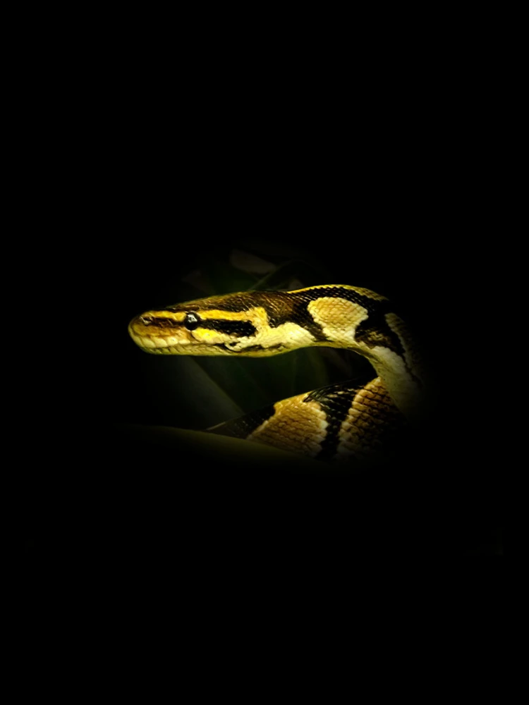 Thumbnail 4 of 4, iPhone Case, Python designed and sold by Guardi71.