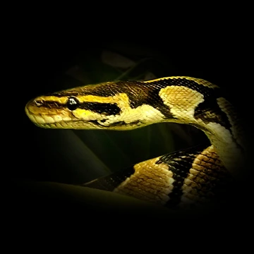 Artwork thumbnail, Python by Guardi71
