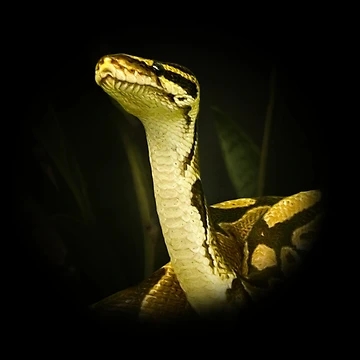 Artwork thumbnail, Python by Guardi71