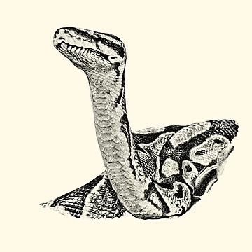Artwork thumbnail, Python by Guardi71