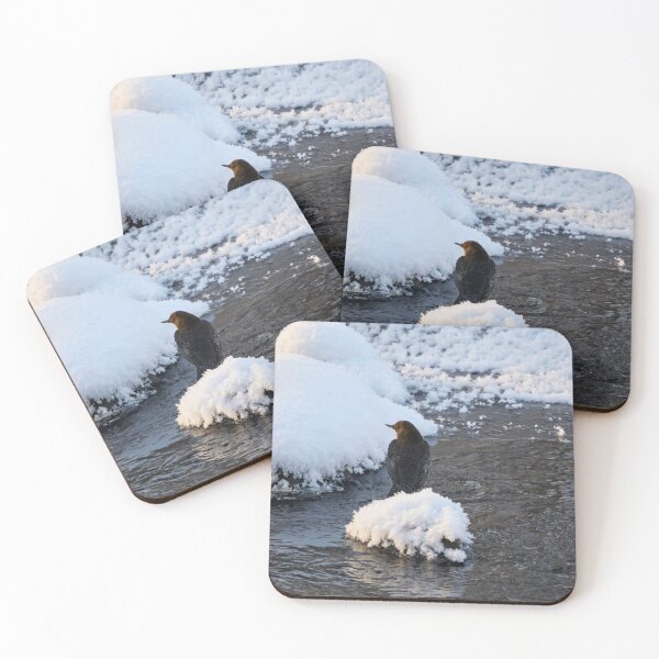 Item preview, Whishes whishes. White-throated dipper designed and sold by Jouko Lehto Photography.