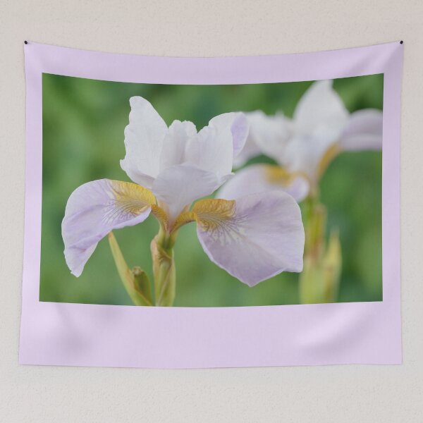 Item preview, Iris sibirica  Siberian iris designed and sold by Chris Burrows.