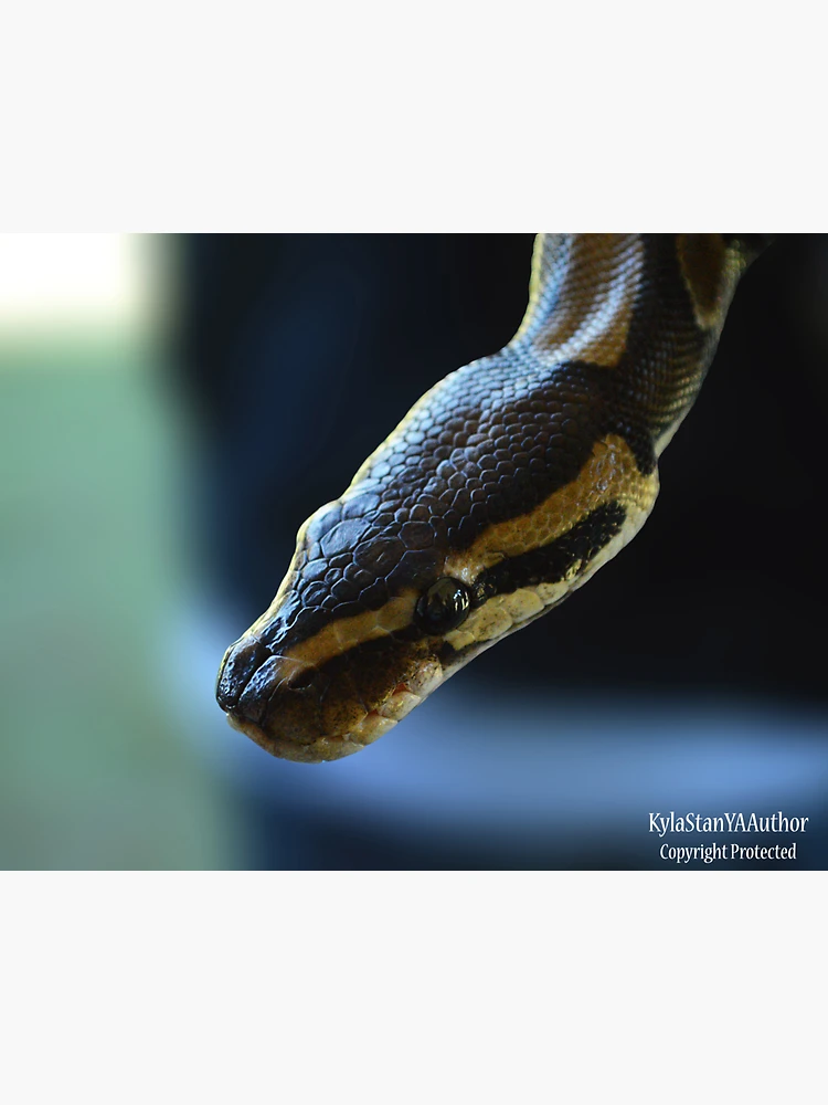 Thumbnail 3 of 3, Magnet, Python designed and sold by Nature's Reflections.