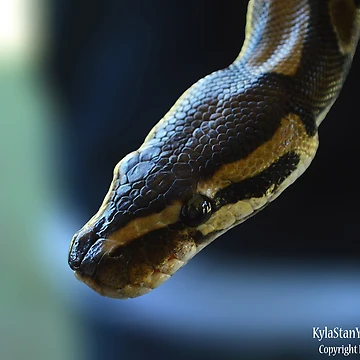 Artwork thumbnail, Python by Nature's Reflections