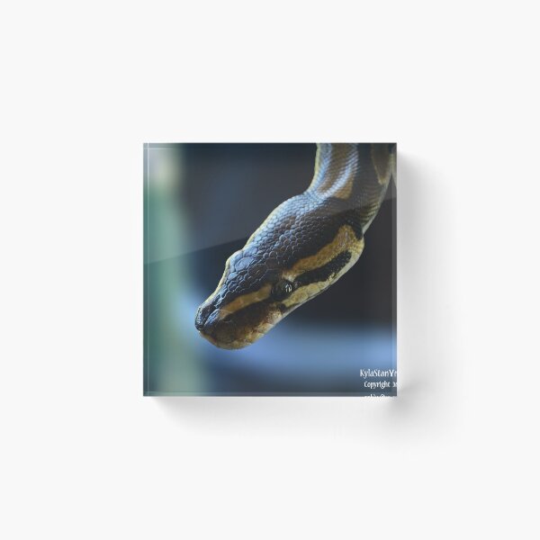 Item preview, Python designed and sold by Nature's Reflections.