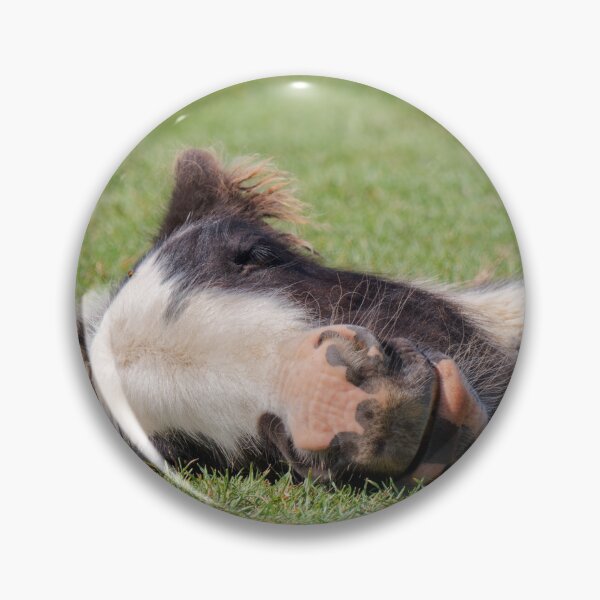 Item preview, Sleeping Foal designed and sold by heidipics.