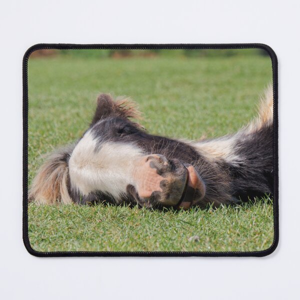 Item preview, Sleeping Foal designed and sold by heidipics.