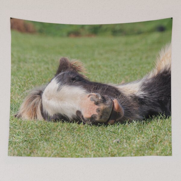 Item preview, Sleeping Foal designed and sold by heidipics.