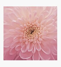 Chrysanthemum Photographic Print
