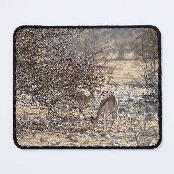 Item preview, Namibia. Etosha National Park. Springboks in the Bush. designed and sold by vadim19.