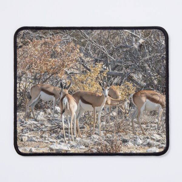Item preview, Namibia. Etosha National Park. Springboks. designed and sold by vadim19.