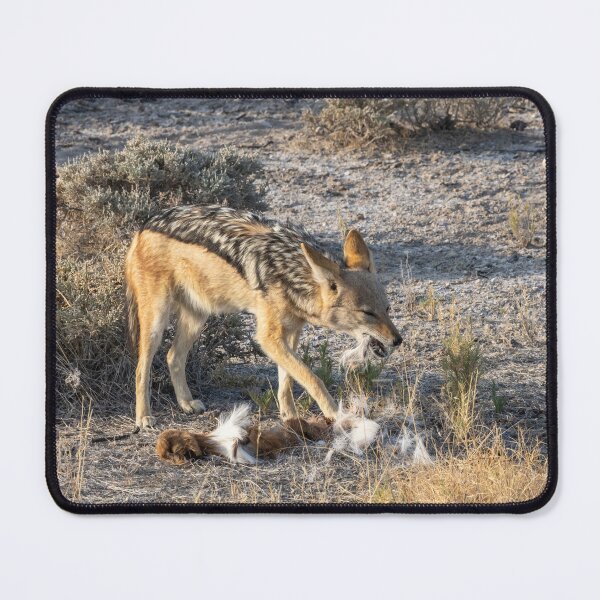 Item preview, Namibia. Etosha National Park. Scavenging Jackal. designed and sold by vadim19.