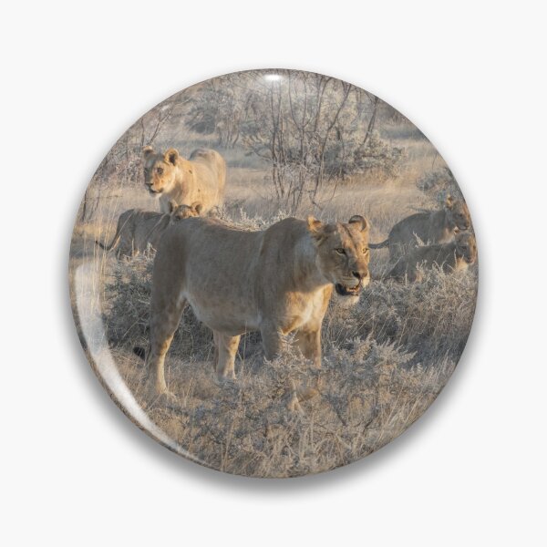 Item preview, Namibia. Etosha National Park. Lions Pride in the Bush.  designed and sold by vadim19.