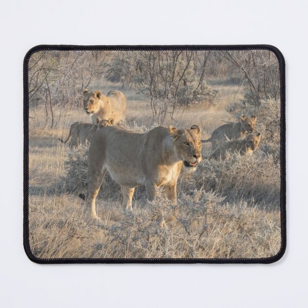 Item preview, Namibia. Etosha National Park. Lions Pride in the Bush. designed and sold by vadim19.