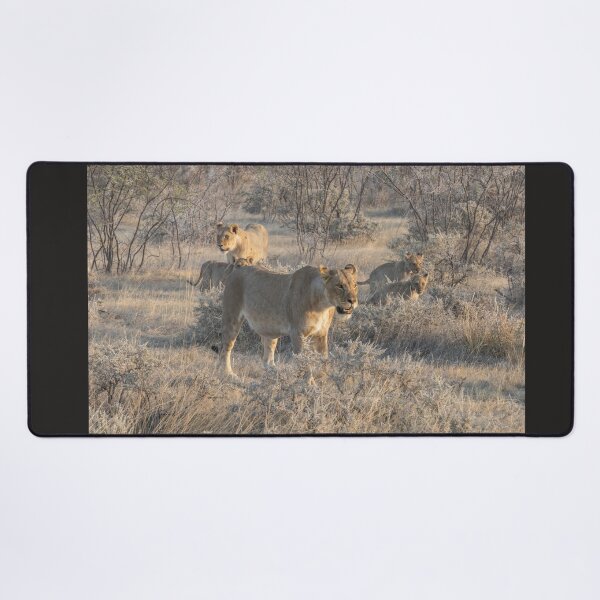 Item preview, Namibia. Etosha National Park. Lions Pride in the Bush.  designed and sold by vadim19.