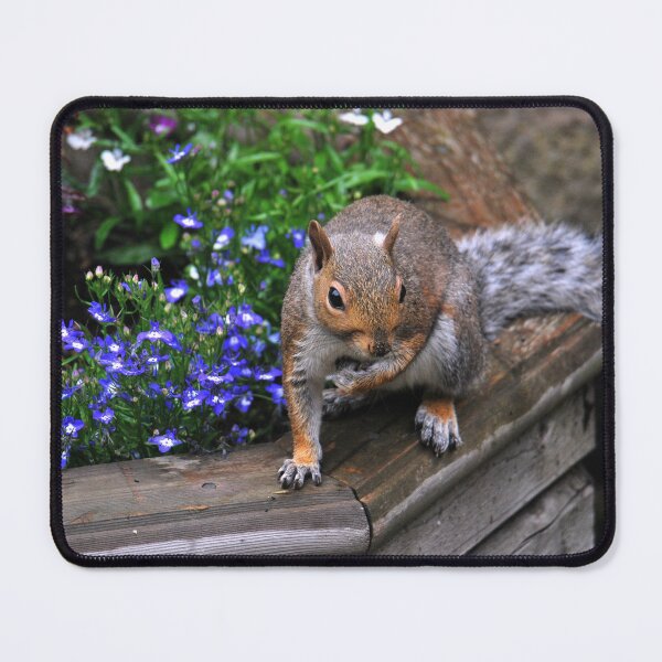 Item preview, Grey Squirrel  designed and sold by LJarts.