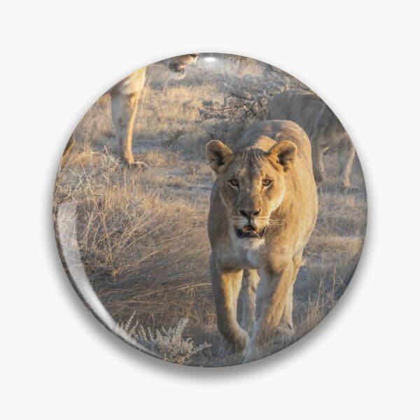 Item preview, Namibia. Etosha National Park. Lioness.  designed and sold by vadim19.