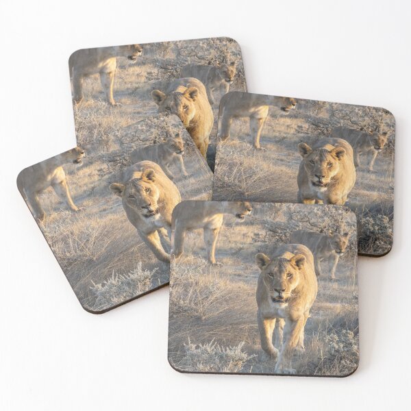 Item preview, Namibia. Etosha National Park. Lioness.  designed and sold by vadim19.