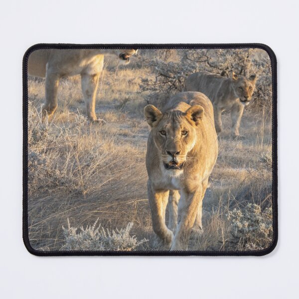 Item preview, Namibia. Etosha National Park. Lioness.  designed and sold by vadim19.