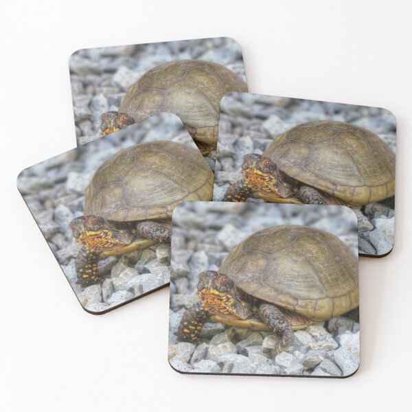 Item preview, Box Turtle  designed and sold by Frankie Cat Photography.