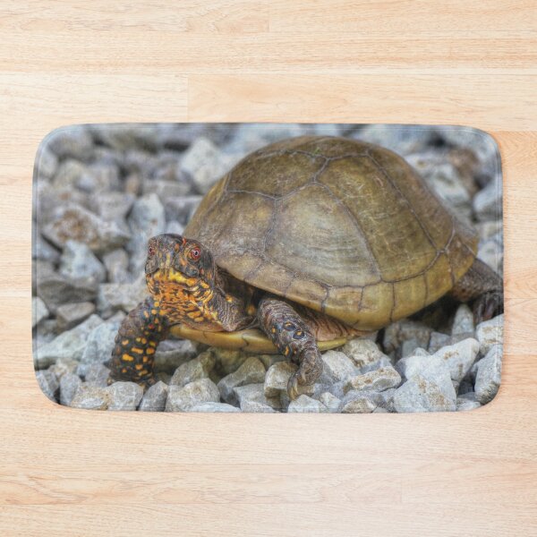 Item preview, Box Turtle  designed and sold by Frankie Cat Photography.