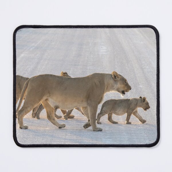 Item preview, Namibia. Etosha National Park. Lioness with the Cubs Crossing Road. designed and sold by vadim19.