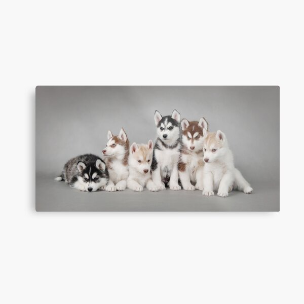 Six husky puppies Metal Print