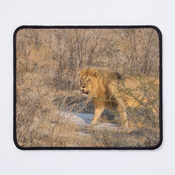 Item preview, Namibia. Etosha National Park. Lion. designed and sold by vadim19.