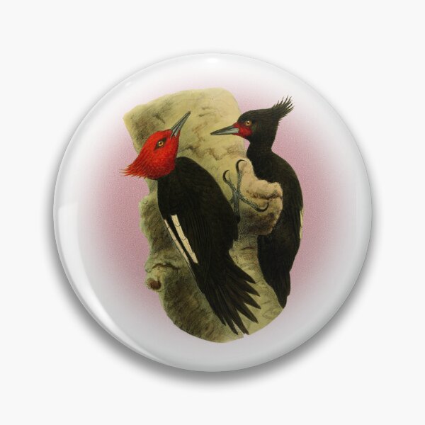Item preview, beautiful couple of  Magellanic Woodpecker classic vintage style. designed and sold by HEMRO.