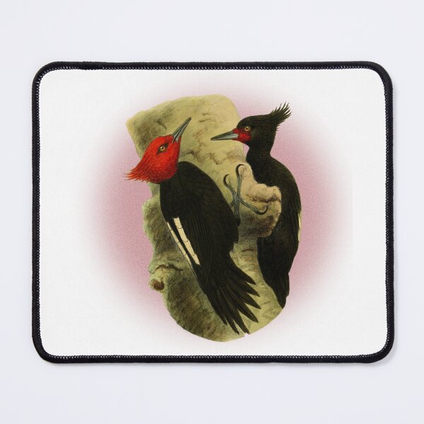 Item preview, beautiful couple of  Magellanic Woodpecker classic vintage style. designed and sold by HEMRO.