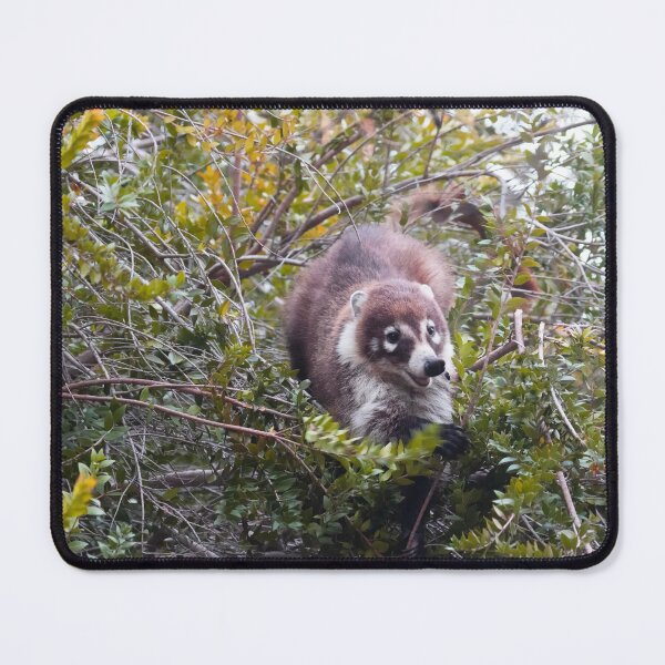 Item preview, Playful Coati designed and sold by Ruth Jolly.