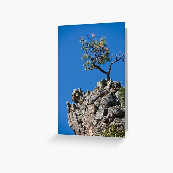 Bonsai Greeting Card