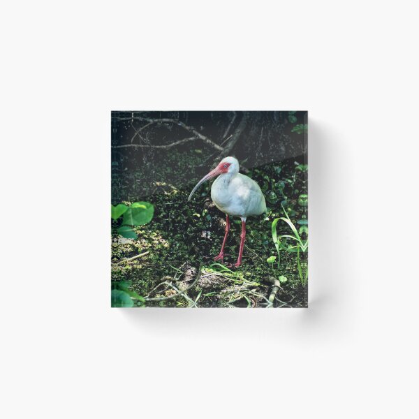 Item preview, White Ibis 2 - Florida designed and sold by jtrommer.