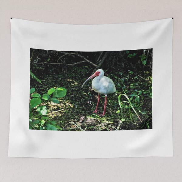 Item preview, White Ibis 2 - Florida designed and sold by jtrommer.