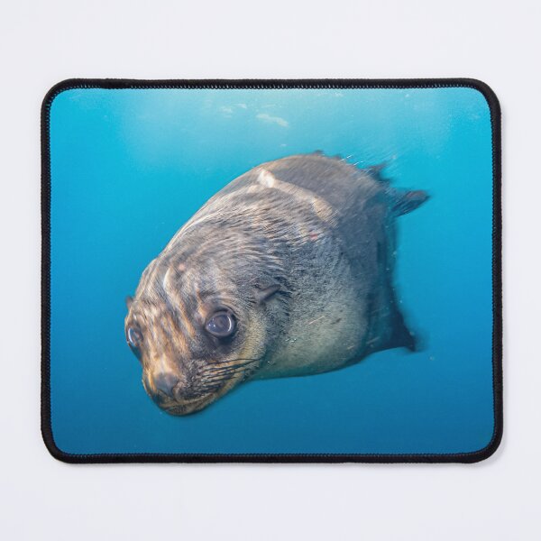 Item preview, Curious Seal designed and sold by Russell Charters.