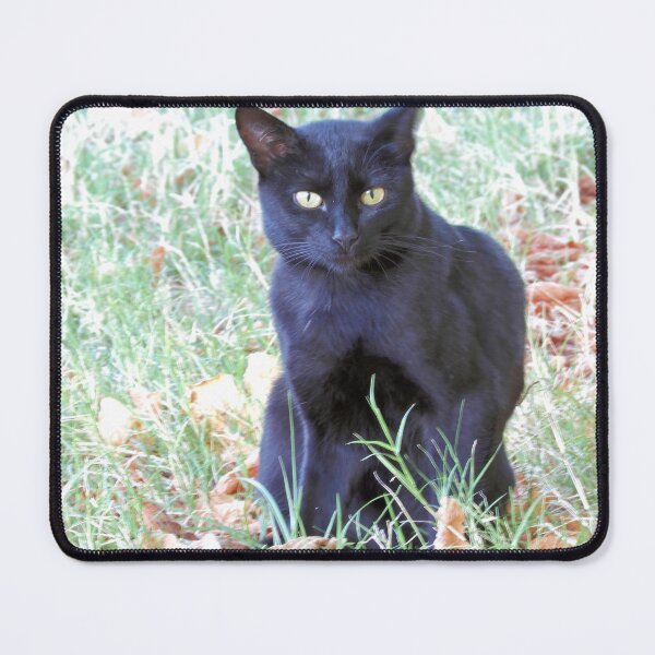 Item preview, Cat at reception designed and sold by Stillherex.com Stillherex.es.