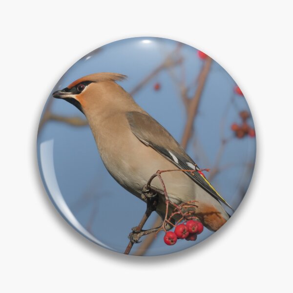 Item preview, Waxwing designed and sold by photobytableau.
