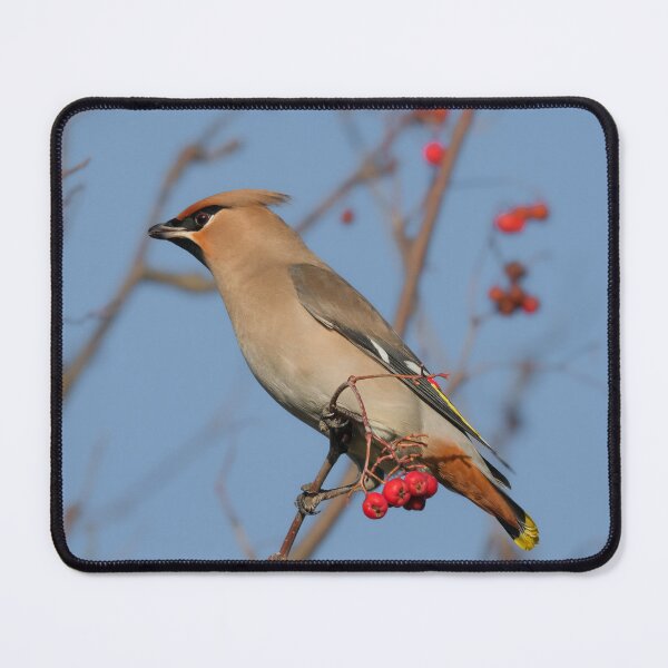 Item preview, Waxwing designed and sold by photobytableau.