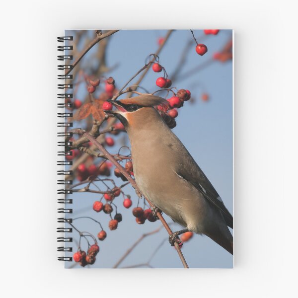Item preview, Waxwing designed and sold by photobytableau.