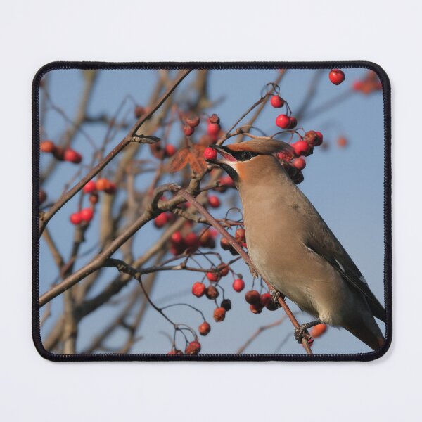 Item preview, Waxwing designed and sold by photobytableau.