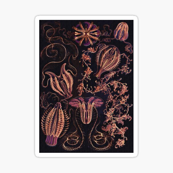 Ctenophorae and Comb Jelly in Harvest Colors Sticker