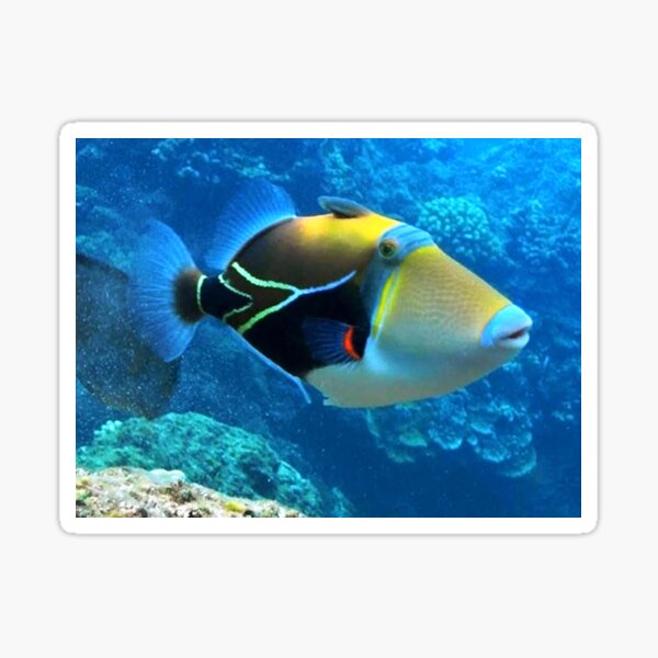 Humuhumunukunukuapua Sticker