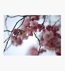 Blossoms Photographic Print