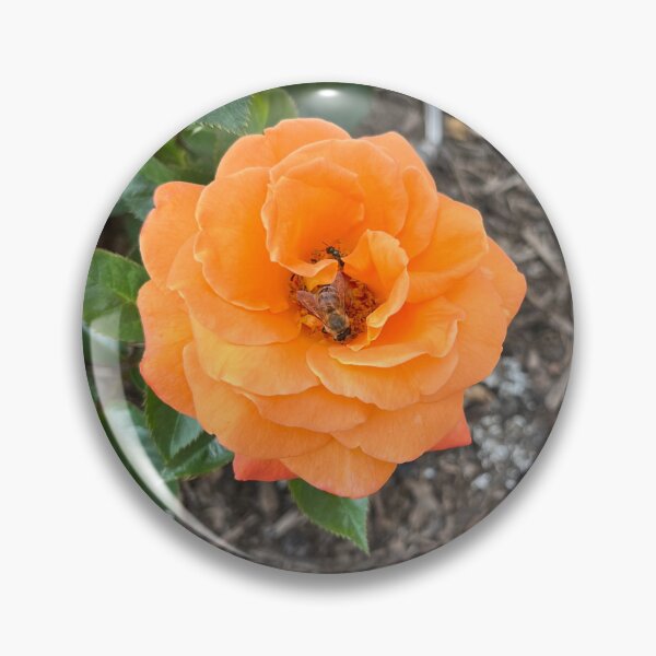 Item preview, Orange China Rose designed and sold by Sarah Meytin.