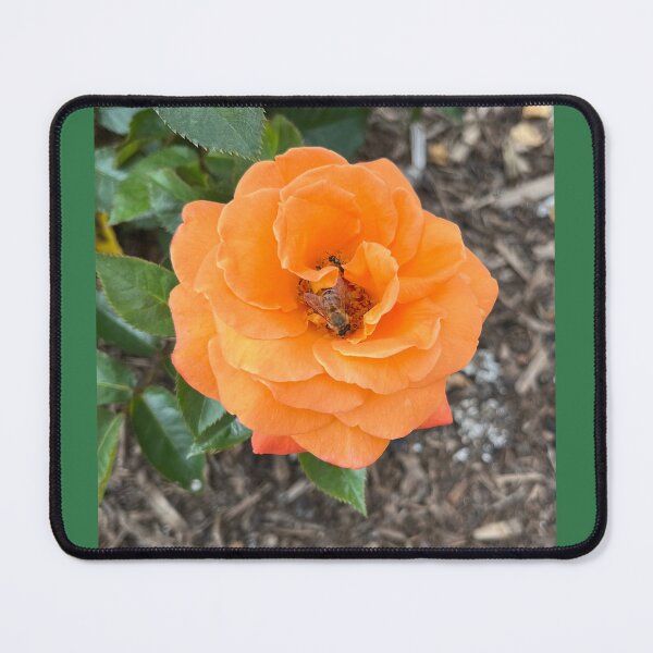 Item preview, Orange China Rose designed and sold by Sarah Meytin.