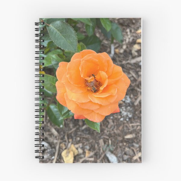 Item preview, Orange China Rose designed and sold by Sarah Meytin.