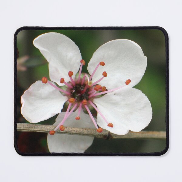 Item preview, "Morning Stretch" Photography Flower Opening in the Mortning designed and sold by taylourmade.