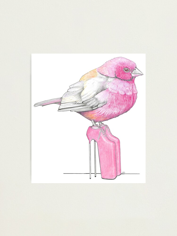 Thumbnail 1 of 3, Photographic Print, Firefinch in Very High Heels designed and sold by JimsBirds.