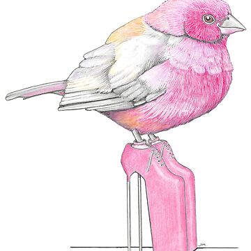 Artwork thumbnail, Firefinch in Very High Heels by JimsBirds