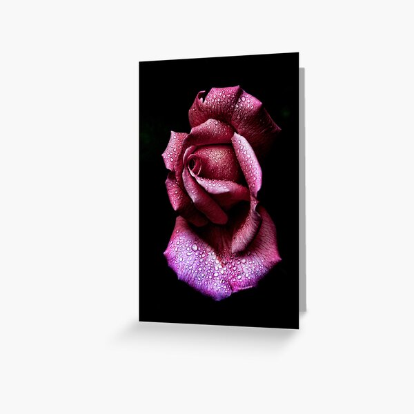 Morning Rose Greeting Card